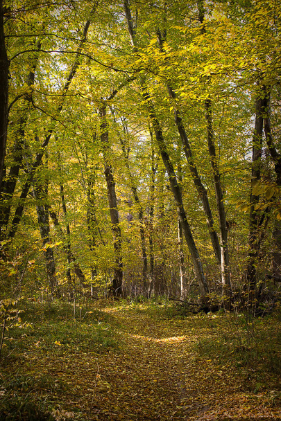 trail in golden autumn forest on a sunny day - Fotoğraf, Görsel