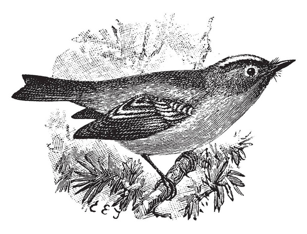 Goldcrest è un piccolo uccello della famiglia Regulidae di kinglet, disegno a linee vintage o illustrazione incisione
. - Vettoriali, immagini