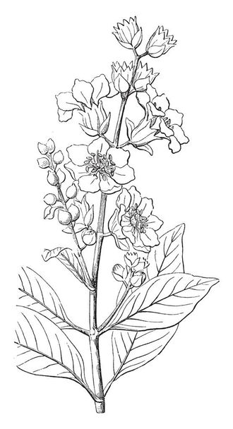 Obrázek ukazuje Diplusodon. To je rod Diplosodum, který je v čeledi Kyprejovité. To je kvetoucí rostlina, vintage kreslení čar nebo gravírování obrázku. - Vektor, obrázek