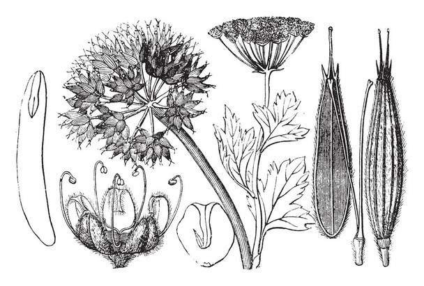 Athamant、開花植物です。一部、花束構造の下。胚、毛むくじゃらの花弁と花、ヴィンテージの線描画や彫刻イラストにいくつかの葯. - ベクター画像