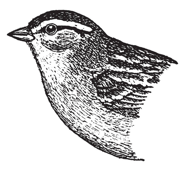 Chipping Sparrow es una especie de gorrión americano, dibujo de línea vintage o ilustración de grabado.
. - Vector, imagen