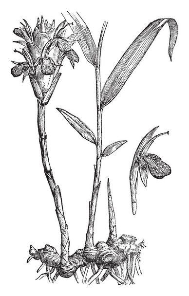 Эта фотография принадлежит имбирному растению, а это оригинальное растение семейства Zingiberaceae, рисунок винтажных линий или гравировка.
. - Вектор,изображение
