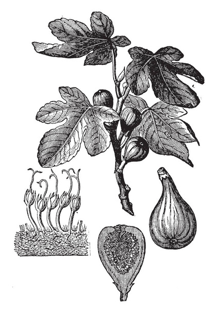 Een tak van de Fig samen met vijgen fruit, bloem en dwarsdoorsnede van een Fig fruit, vintage lijntekening of gravure illustratie. - Vector, afbeelding