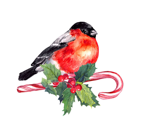 Christmas bird finch on candy cane and mistletoe. Watercolor - Foto, imagen