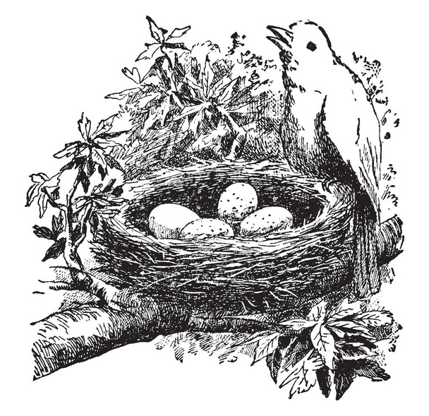 Bird and nest where a bird perched on the side of a nest with eggs, vintage line drawing or engraving illustration. - Vector, Image