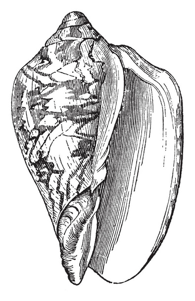 Voluta Scapha is a genus of medium to large sea snails, vintage line drawing or engraving illustration. - Vector, Image