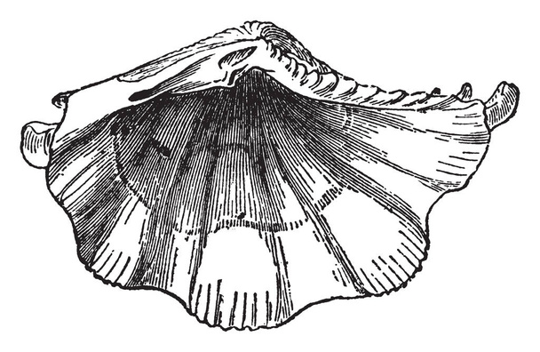Tridacna Squamosa - обитатели тропических морей, рисунок винтажных линий или гравировка
. - Вектор,изображение