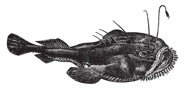 Zeeduivel zijn de leden van de orde Lophiiformes, vintage lijntekening of gravure illustratie. - Vector, afbeelding
