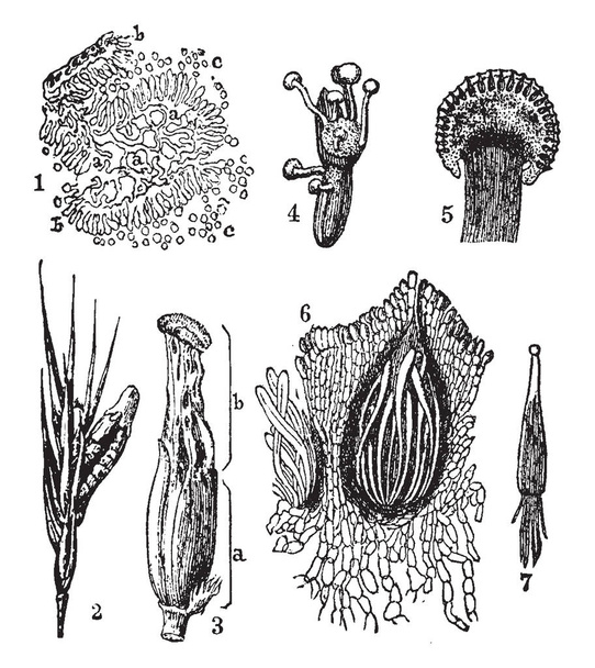 Рисунок, показывающий различные стадии грибов из спорыньи или спорыньи, который относится к группе грибов рода Claviceps, рисунок винтажной линии или гравировка иллюстрации
. - Вектор,изображение