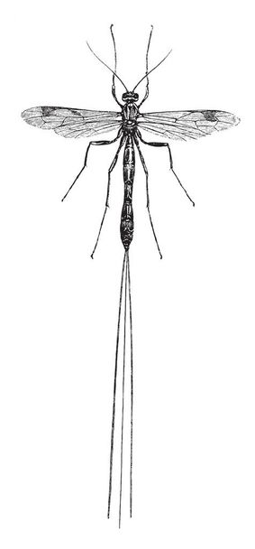 Ichneumon sinek hymenopteran alt Apocrita, vintage çizgi çizme veya oyma illüstrasyon sınıflandırılmış bir böcek olduğunu. - Vektör, Görsel
