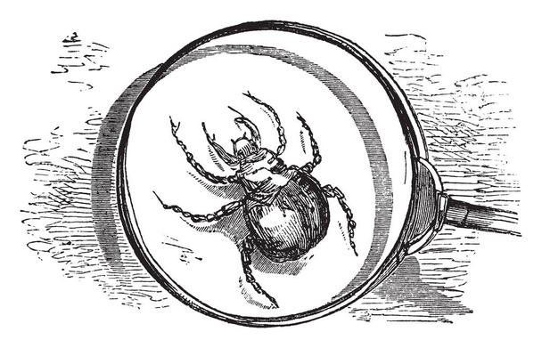 Врожай кліщ, старовинна ілюстрація
 - Вектор, зображення