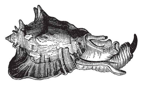 strombus gigas mit dem Tier ist eine besondere Gattung, die zu den äquatorialen Meeren gehört, Vintage-Linienzeichnung oder Gravierillustration. - Vektor, Bild