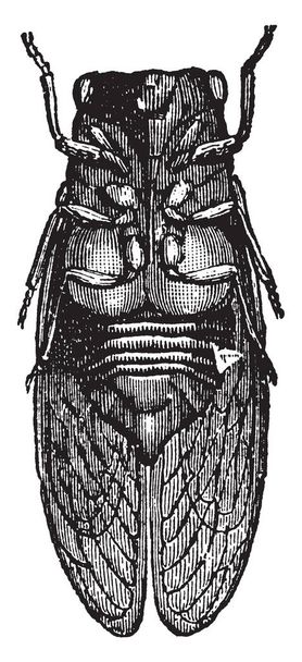 männliche Zikaden singen nur Männchen, Vintage-Strichzeichnung oder Gravierillustration. - Vektor, Bild