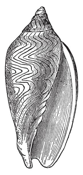 Voluta Undulata a család Volutidae, vintage vonalas rajz vagy metszet illusztráció Buccinidae. - Vektor, kép