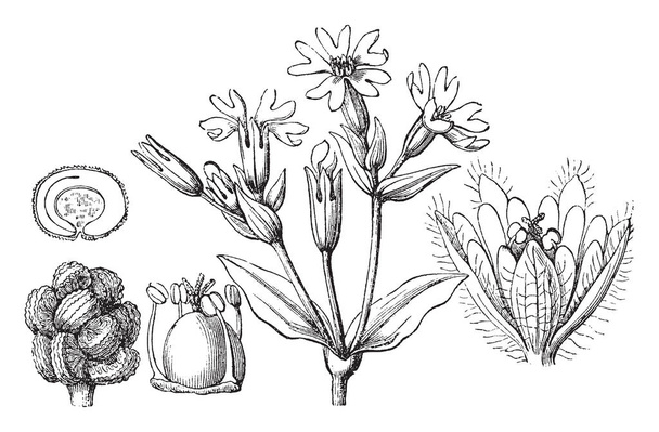 La imagen del Campion Rojo fue conocida una vez como Lychnis diurna y es una planta herbácea con flores en la familia Caryophyllaceae, dibujo de línea vintage o ilustración de grabado.
. - Vector, Imagen