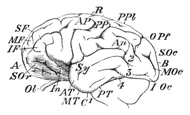 Mózg szympansa, w której znajduje się guz i skroniowych, vintage rysowania linii lub Grawerowanie ilustracja. - Wektor, obraz