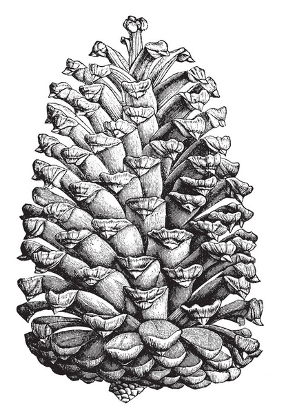 A full sketch of complete grown Cuban pine cone, vintage line drawing or engraving illustration. - Vector, Image