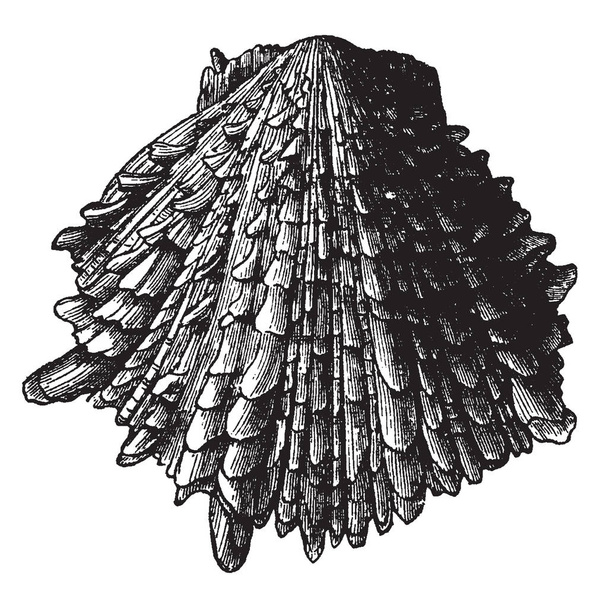Spondylus Crassisquama on merkittävämpi suvun Spondylus, vintage line piirustus tai kaiverrus kuva
. - Vektori, kuva