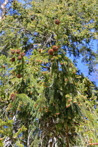 Ель - вечнозеленое дерево семейства сосновые. (Picea abies
) - Фото, изображение