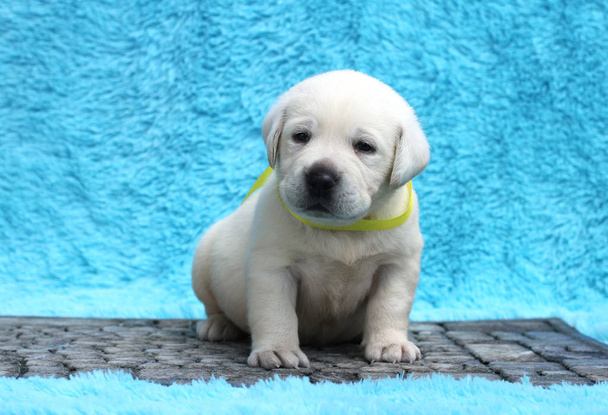 the little yellow labrador puppy sitting on blue background - Photo, Image