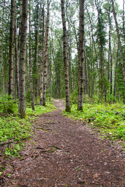 A walking trail in the forest of Prince Albert National Park. - Fotografie, Obrázek