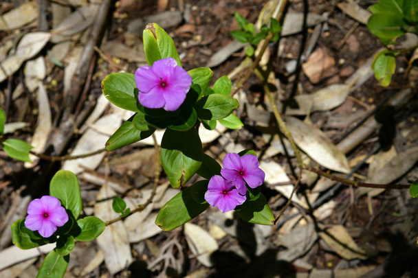 オーストラリアの植物、ニチニチソウ  - 写真・画像