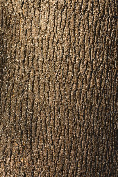 Close up of textured brown bark of tree - 写真・画像