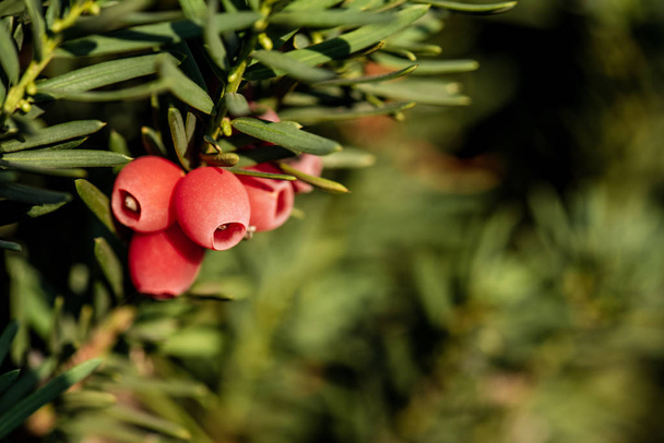 Selektywny fokus piękne czerwone jagody na zielone gałązki z niewyraźne tło - Zdjęcie, obraz