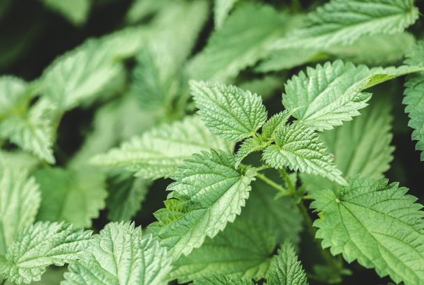 selective focus of nettle green leaves in park - Photo, Image