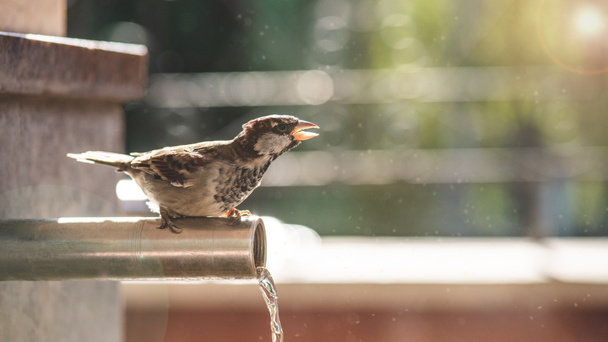 sparrow tweeting and sitting on pipe with flowing water in city - Photo, Image