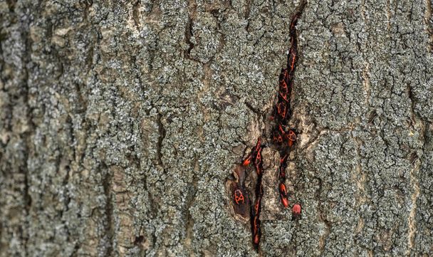 pyrrhocoris apterus oder Wanzen-Soldaten auf einem Baum, rot-schwarze Käfer. Tiere Tierwelt - Foto, Bild