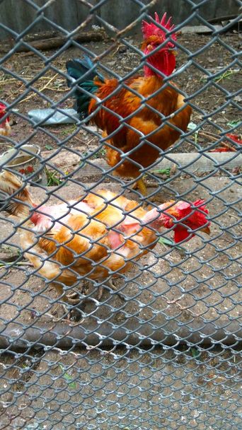 赤鶏と鳥小屋 - 写真・画像