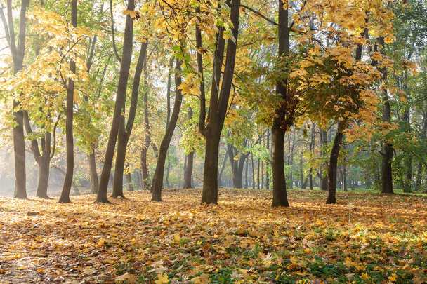 Old city park in autumn. Forest. Fog. Sunny. Landscape. - Photo, Image
