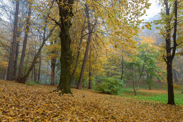 Παλιό πάρκο της πόλης το φθινόπωρο. Δάσος. Ομίχλη. Σάνι. Τοπίο. - Φωτογραφία, εικόνα