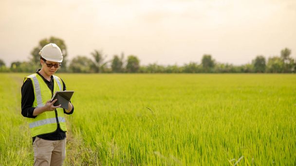 Νεαρά ασιατικές αρσενικό γεωπόνος ή γεωπόνος παρατηρώντας πράσινο ρύζι πεδίο με ψηφιακή δισκίο για την έρευνα της γεωπονίας. Έννοιες της γεωργίας και της τεχνολογίας - Φωτογραφία, εικόνα
