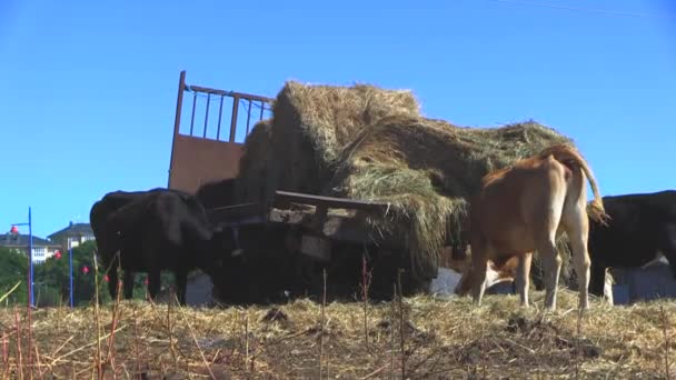 Krowy wklejanie w kraju - Materiał filmowy, wideo