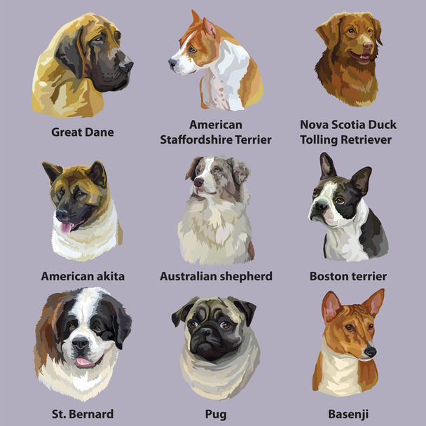 Set of colorful vector portraits of dog breeds ( American Staffordshire Terrier, Nova Scotia Duck Tolling Retrieve, Boston terrier, Australian shepherd, Great Dane, Pug) isolated on purple background - Vector, Image