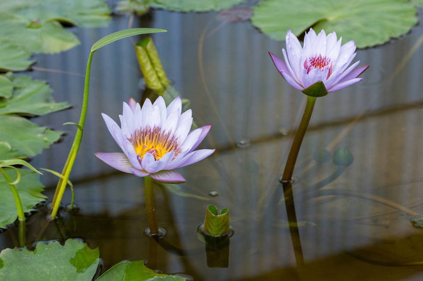 池の紫色の蓮の花 - 写真・画像