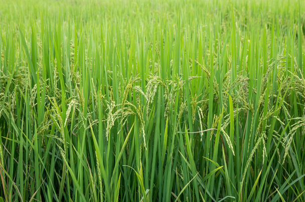Τομέα του ρυζιού στην αγροτική περιοχή της Ταϊλάνδης - Φωτογραφία, εικόνα