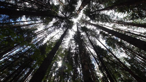 Κορώνες των δέντρων στο δάσος - Φωτογραφία, εικόνα