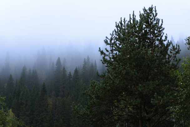 podzimní krajina - borovém lese v mlhavé a deštivé počasí - Fotografie, Obrázek