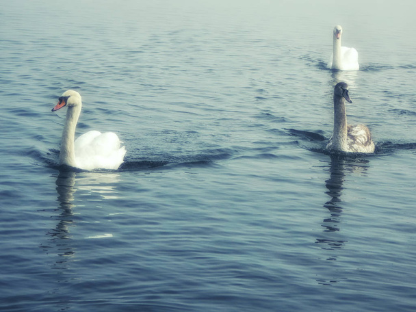 Swans in blue water of the lake - Photo, Image