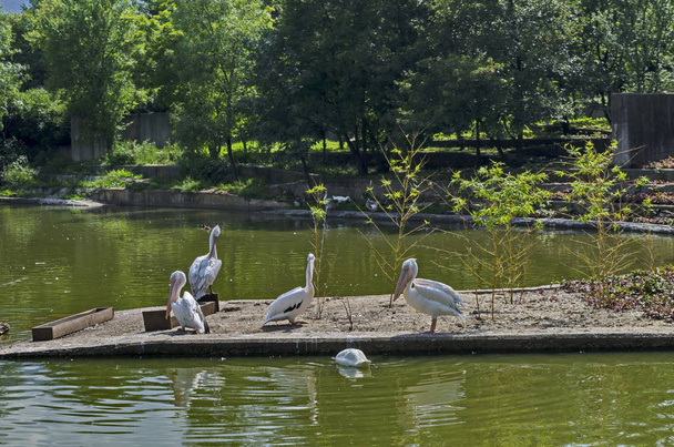 Groupe Pelicans blancs ou Pelecanus onocrotalus repos au bord du lac, Sofia, Bulgarie
  - Photo, image