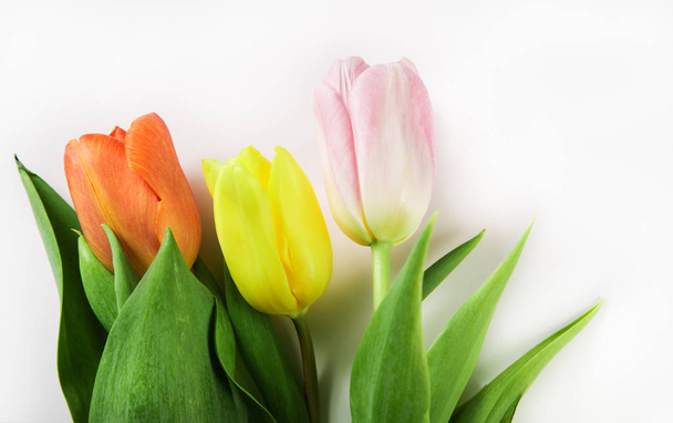 Three spring tulips of different colors - Foto, Imagen