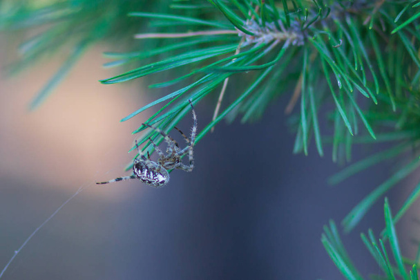 Una ragnatela sullo sfondo della natura. ragnatela o ragnatela è un dispositivo creato da un ragno di seta di ragno proteinacea estruso dalle sue filiere. generalmente destinato a catturare la sua preda
. - Foto, immagini