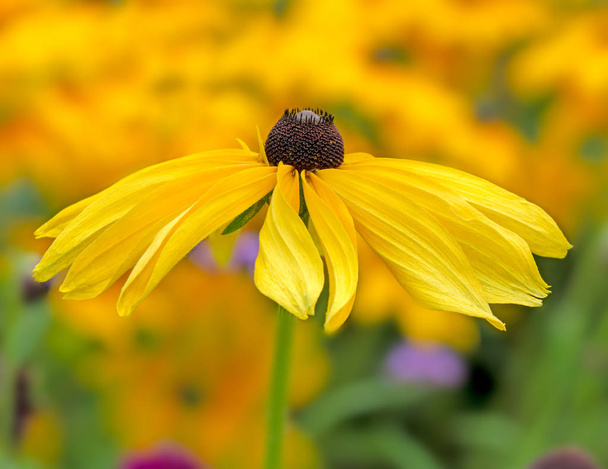 Záhonu s květy žluté echinacea - Selektivní ostření - Fotografie, Obrázek
