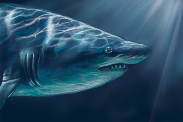 A white shark swimming along underwater illustration, digital tablet - Foto, Imagem