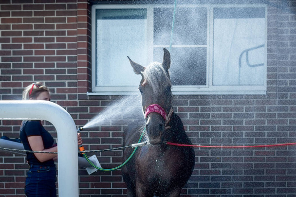 Stříkající vodou při mytí koně z hadice   - Fotografie, Obrázek