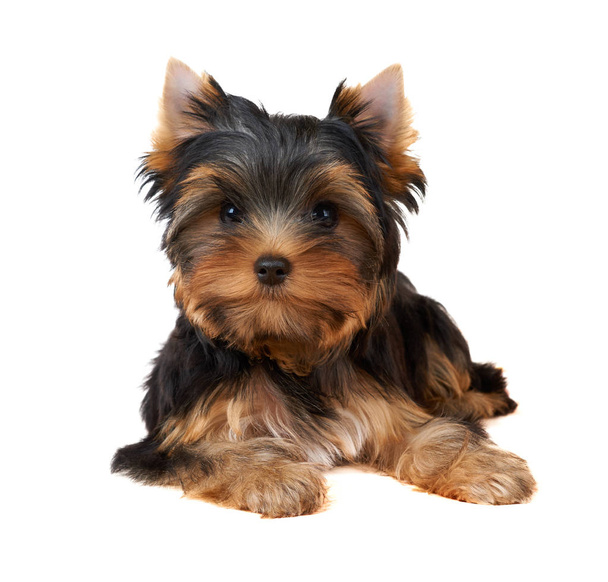 One cute puppy of the Yorkshire Terrier looks to the camera on isolated white background - Photo, Image