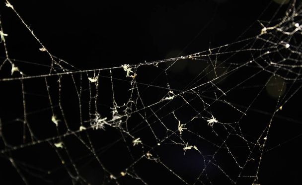 Spiderweb σε παλιά hallowen τοίχο, τα ζώα και τη φύση φεστιβάλ - Φωτογραφία, εικόνα